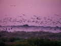 Flock of cranes flying in the sky Royalty Free Stock Photo