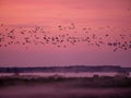 Flock of cranes flying in the sky Royalty Free Stock Photo