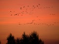 Flock of cranes flying in the sky Royalty Free Stock Photo