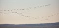 Flock of cranes returning to Gallocanta Lake