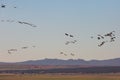 Flock of cranes returning to Gallocanta Lake