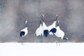 Flock of cranes with snow flakes, Japan Winter. Dancing pair of Red-crowned crane with open wing in flight, with snow storm, Hokka