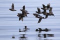 A flock of Crested auklet flying over the waters of the Pacific