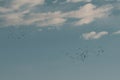 Flock of crows Birds Flying in Sky Royalty Free Stock Photo