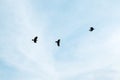 A flock of crows flies in the sky against the background of clouds Royalty Free Stock Photo
