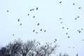Flock of crows in flight over tree tops on a a pale blue sky Royalty Free Stock Photo