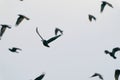 A flock of crows fly in a dramatic blue sky Royalty Free Stock Photo