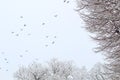 A flock of crows flying above the frozen field