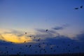 Flock of crows flying against of the evening sky Royalty Free Stock Photo