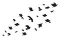 Flock of crows. Flying black birds in sky monochrome flutter raven silhouette, migrating flight group of wild rooks ornithology