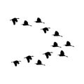 Flock of crows. Flying black birds in sky monochrome flutter raven silhouette, migrating flight group Royalty Free Stock Photo