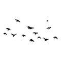 Flock of crows. Flying black birds in sky monochrome flutter raven silhouette, migrating flight group Royalty Free Stock Photo