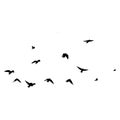 Flock of crows. Flying black birds in sky monochrome flutter raven silhouette, migrating flight group