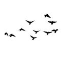 Flock of crows. Flying black birds in sky monochrome flutter raven silhouette, migrating flight group