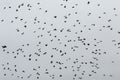 A flock of crows flying high Royalty Free Stock Photo