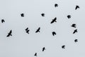 A flock of crows flying high on the sky. Royalty Free Stock Photo