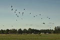Flock of crows flying over farmland (corvus)