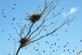 A flock of crows flying over the trees with nests.