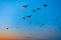Flock of crows on the sky Royalty Free Stock Photo