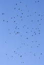 Flock of crows Royalty Free Stock Photo