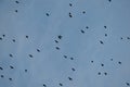 Flock of crows high up in blue sky Royalty Free Stock Photo