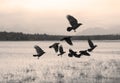 Flock of crows moving on Royalty Free Stock Photo