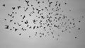 flock of crows or ravens flying in a loop direction in the dark grey sky Royalty Free Stock Photo