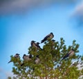 Flock of crows resting in crown of pine Royalty Free Stock Photo