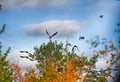 Flock of crows resting in crown of pine Royalty Free Stock Photo