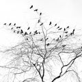 A flock of Crows in a bare winter tree.