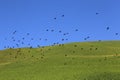 Crows soar over lush hill under blue sky, commanding attention Royalty Free Stock Photo