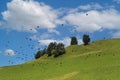 Crows soar over lush hill under blue sky, commanding attention Royalty Free Stock Photo
