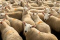 Flock Of Curious White Sheep With Cosy Wool In Scotland Royalty Free Stock Photo