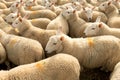 Flock Of Curious White Sheep With Cosy Wool In Scotland Royalty Free Stock Photo