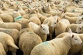 Flock Of Curious White Sheep With Cosy Wool In Scotland Royalty Free Stock Photo