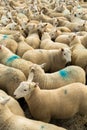 Flock Of Curious White Sheep With Cosy Wool In Scotland Royalty Free Stock Photo