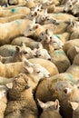 Flock Of Curious White Sheep With Cosy Wool In Scotland Royalty Free Stock Photo