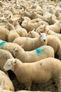 Flock Of Curious White Sheep With Cosy Wool In Scotland Royalty Free Stock Photo