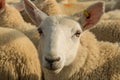 Flock Of Curious White Sheep With Cosy Wool In Scotland Royalty Free Stock Photo