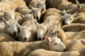 Flock Of Curious White Sheep With Cosy Wool In Scotland Royalty Free Stock Photo