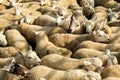 Flock Of Curious White Sheep With Cosy Wool In Scotland Royalty Free Stock Photo