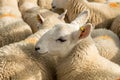 Flock Of Curious White Sheep With Cosy Wool In Scotland Royalty Free Stock Photo