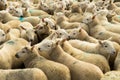 Flock Of Curious White Sheep With Cosy Wool In Scotland Royalty Free Stock Photo