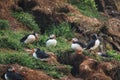 Flock of Atlantic puffin bird living on the cliff by coastline in north atlantic ocean during summer at Borgarfjardarhofn