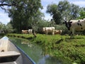 A flock of cute cows is observing a boat from the ground