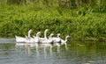 Flock of cute domestic geese swimming in the lake on a sunny day Royalty Free Stock Photo