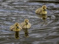 Flock of cute ducklings swimming in a lake Royalty Free Stock Photo