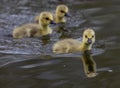 Flock of cute ducklings swimming in a lake Royalty Free Stock Photo