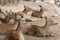 Flock of cute, resting deer laying on the ground in Japan Royalty Free Stock Photo