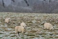 Flock of cute sheep grazing snowy grass along Ticknock Road, Co. Dublin, Ireland. Beautiful winter scenery. Unusual Irish winter